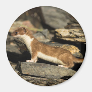 Jagdschaf Magnet