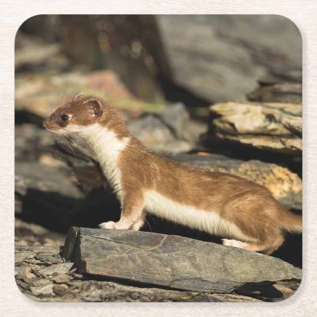 Jagdschaf Rechteckiger Pappuntersetzer (Vorderseite)