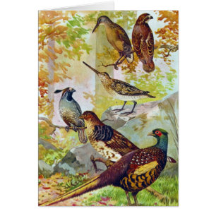 Jagdvögel 1902 True Stone Chromolithographie