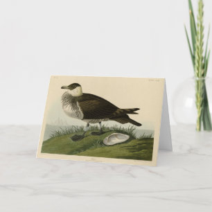 Jager (Pomarine Jäger) Audubons Vögel von Amerika Karte