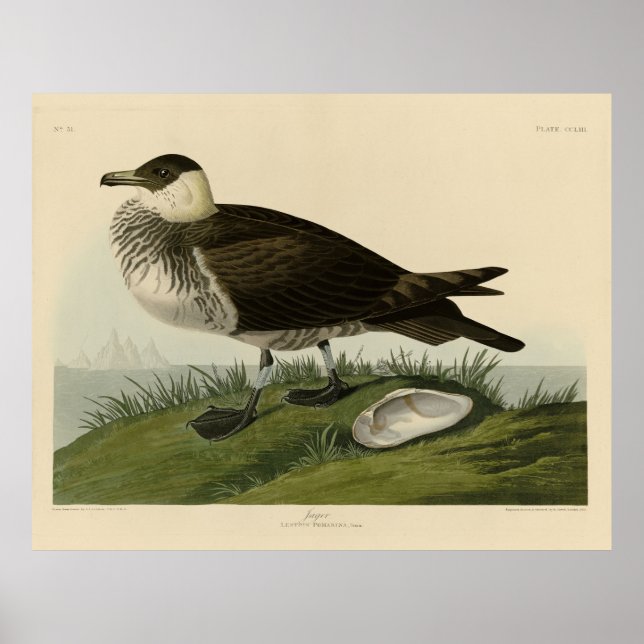 Jager (Pomarine Jäger) Audubons Vögel von Amerika Poster (Vorne)