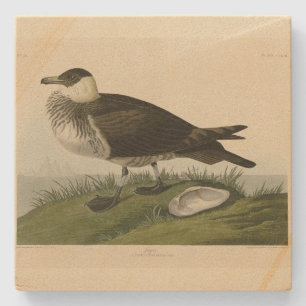 Jager (Pomarine Jäger) Audubons Vögel von Amerika Steinuntersetzer