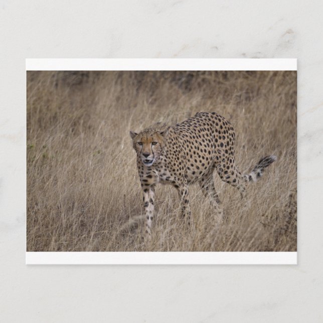 Jäger Postkarte (Vorderseite)