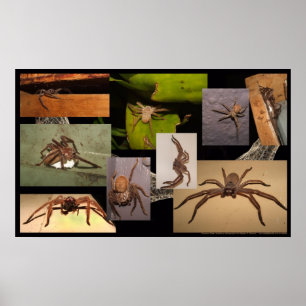Jäger-Spinne Poster