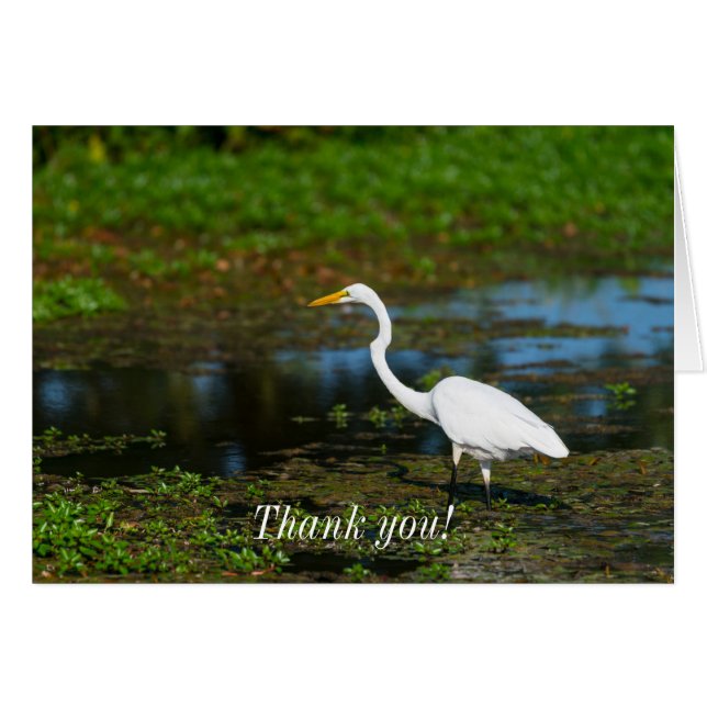 Jägerin Egret Danke Karte (Vorderseite (Horizontal))