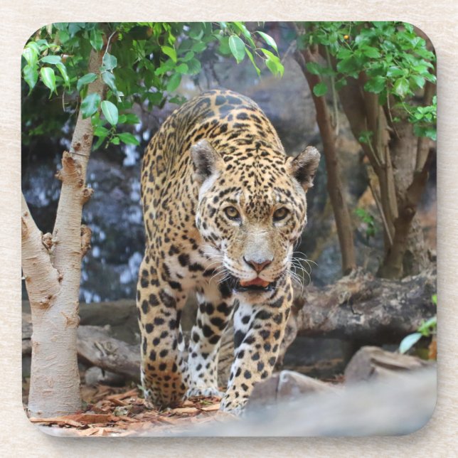 Jaguar20150501 Untersetzer (Vorderseite)