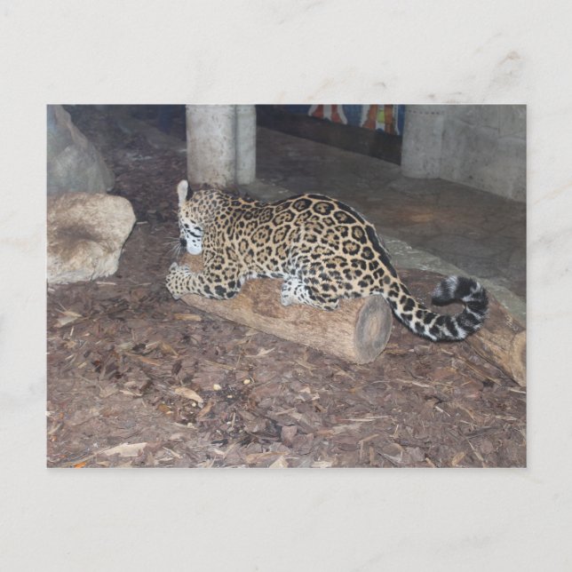 Jaguar # 25 postkarte (Vorderseite)