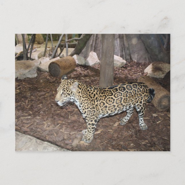 Jaguar # 3 postkarte (Vorderseite)