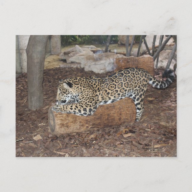 Jaguar # 9 postkarte (Vorderseite)
