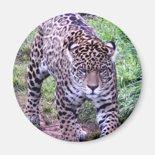 Jaguar Africa Jungle Safari Nature Peace Destiny Magnet (Vorne)