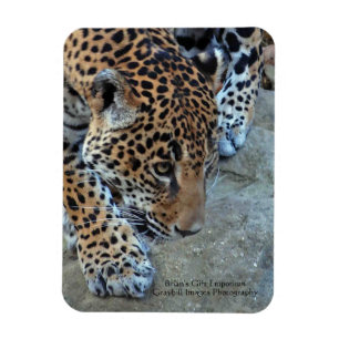 Jaguar auf dem Damm Magnet