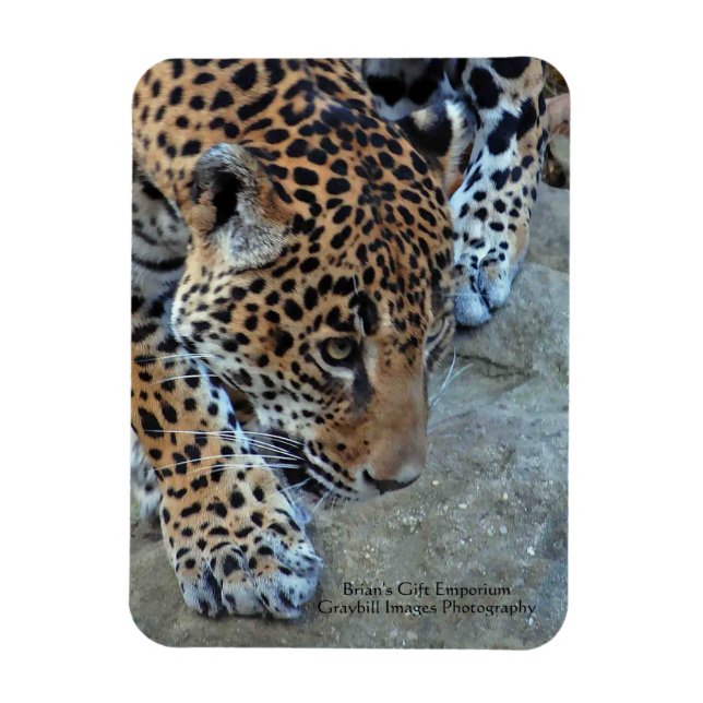 Jaguar auf dem Damm Magnet (Vertikal)