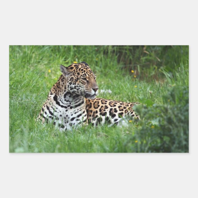 Jaguar-Aufkleber Rechteckiger Aufkleber (Vorderseite)