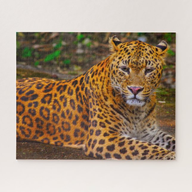 Jaguar Big Cats . Puzzle (Horizontal)