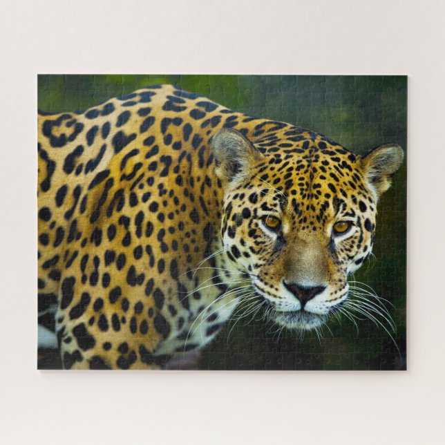 Jaguar Big Cats . Puzzle (Horizontal)