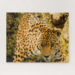 Jaguar Big Cats . Puzzle
