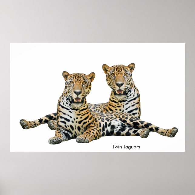 Jaguar-Bild für Poster (Vorne)