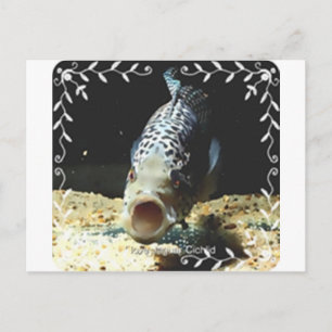 Jaguar Cichlid Postkarte