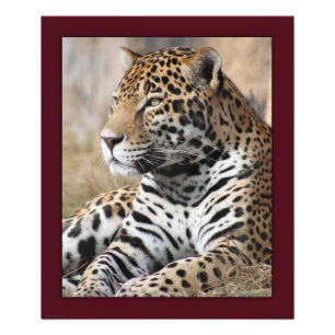 Jaguar Classic Print -20x24 - andere Größen erhält Fotodruck