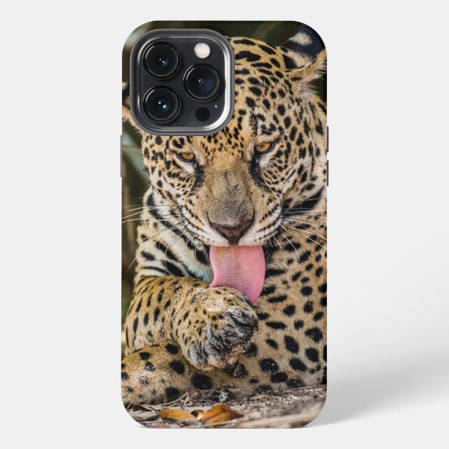 Jaguar Cub Case-Mate iPhone-Hülle iPhone Hülle (Rückseite)