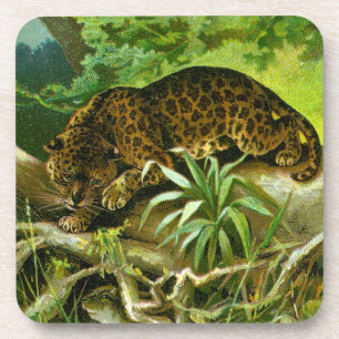 Jaguar, das über Wurzeln klettert, um Wasser zu Untersetzer