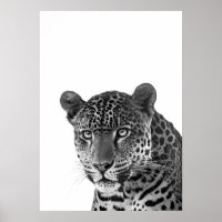 Jaguar Dschungel Modern Portrait schwarz weiß