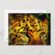 Jaguar Eyes Postkarte (Vorne/Hinten)