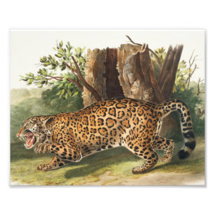 Jaguar (Felis onca) Illustration Fotodruck