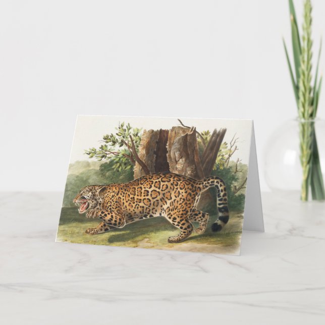 Jaguar (Felis onca) Illustration Karte (Vorderseite)