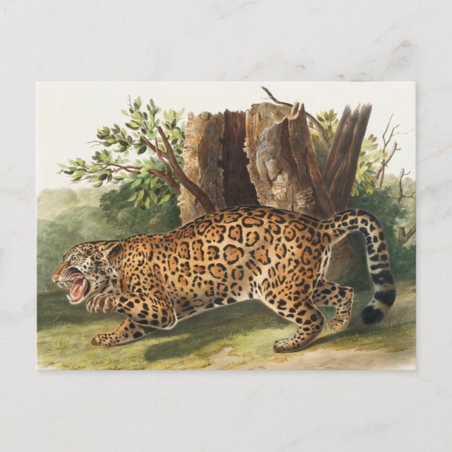 Jaguar (Felis onca) Illustration Postkarte (Vorderseite)