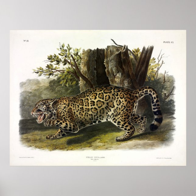 Jaguar (Felis Onca) (Panthera onca) von Audubon Poster (Vorne)