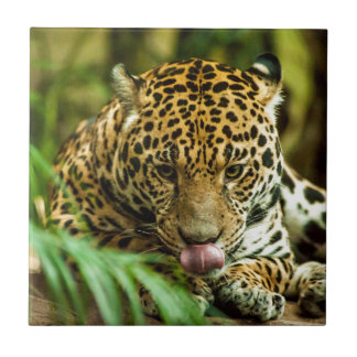 Jaguar Fliese