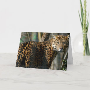 Jaguar Foto Grußkarte Karte