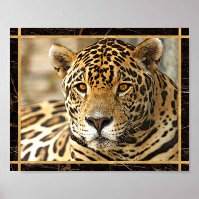 Jaguar Foto Image Print Poster (Vorne)