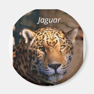 Jaguar-Foto-Magnet Magnet