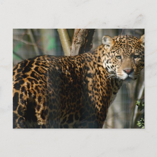 Jaguar Foto Postcard Postkarte (Vorderseite)