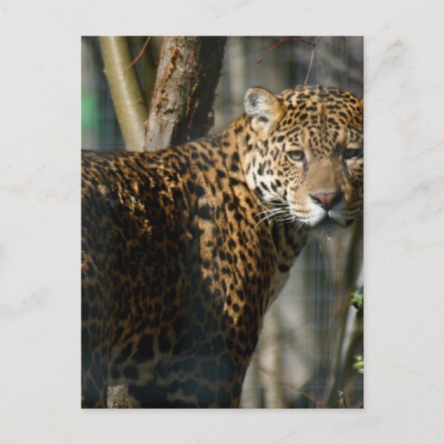 Jaguar Foto Postcard Postkarte (Vorderseite)