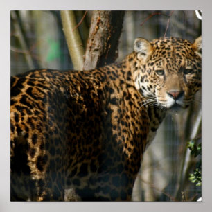 Jaguar Foto Print Poster