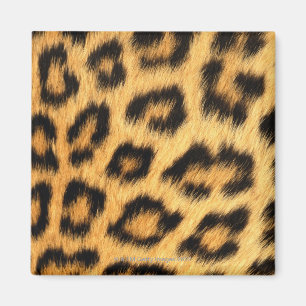 Jaguar Fur Magnet