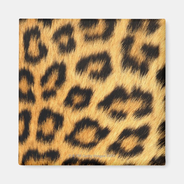 Jaguar Fur Magnet (Vorne)