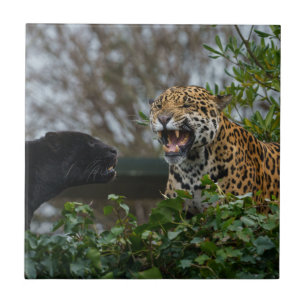 Jaguar Growl Fliese