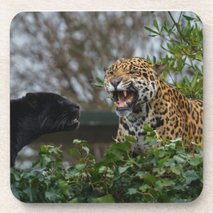 Jaguar Growl Getränkeuntersetzer
