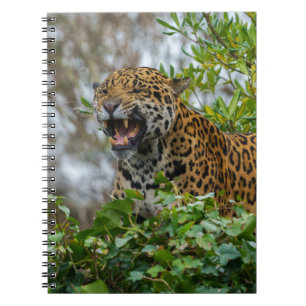 Jaguar Growl Notizblock
