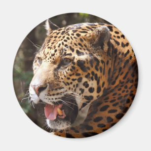 Jaguar im Mai II Magnet