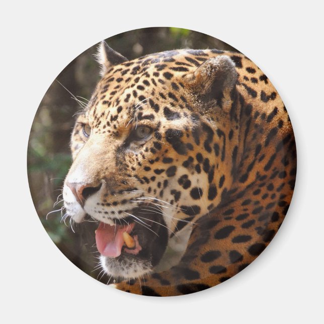Jaguar im Mai II Magnet (Vorne)