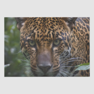 Jaguar ist Nah im Wald, Seidenpapier