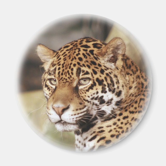 Jaguar Magnet (Vorne)