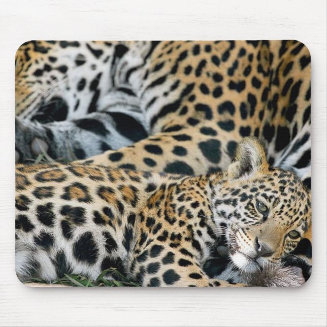 Jaguar-Mama-undbaby Mousepad (Vorne)