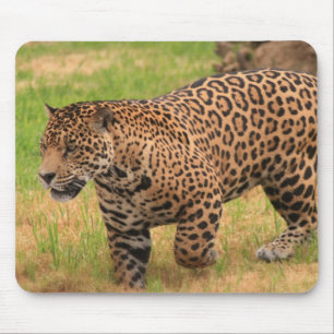 Jaguar-Mausunterlage Mousepad