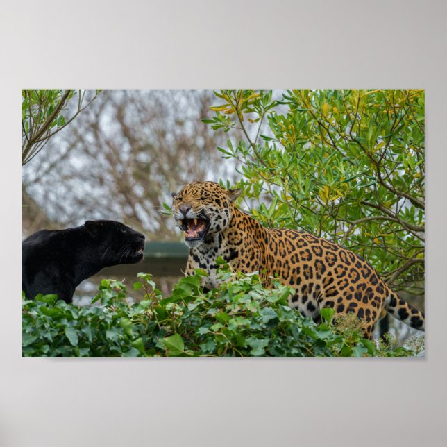 Jaguar Pair Poster (Vorne)